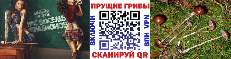 Купить закладки  Нижнеудинск  Галлюциногенные грибы Psilocybe 